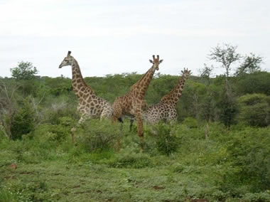 South East Swaziland | Game Reserve